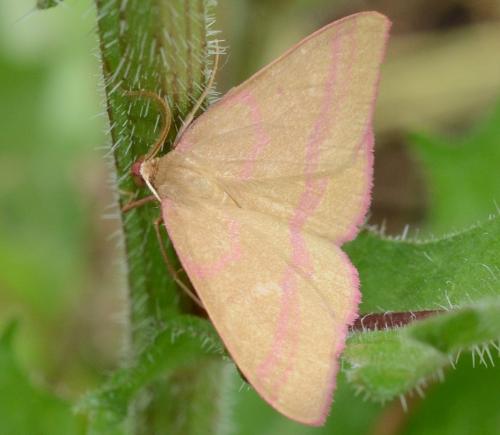 Réf. 220 186 : Rhodostrophia calabra